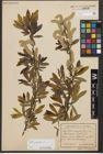 Foto von Salix purpurea L.